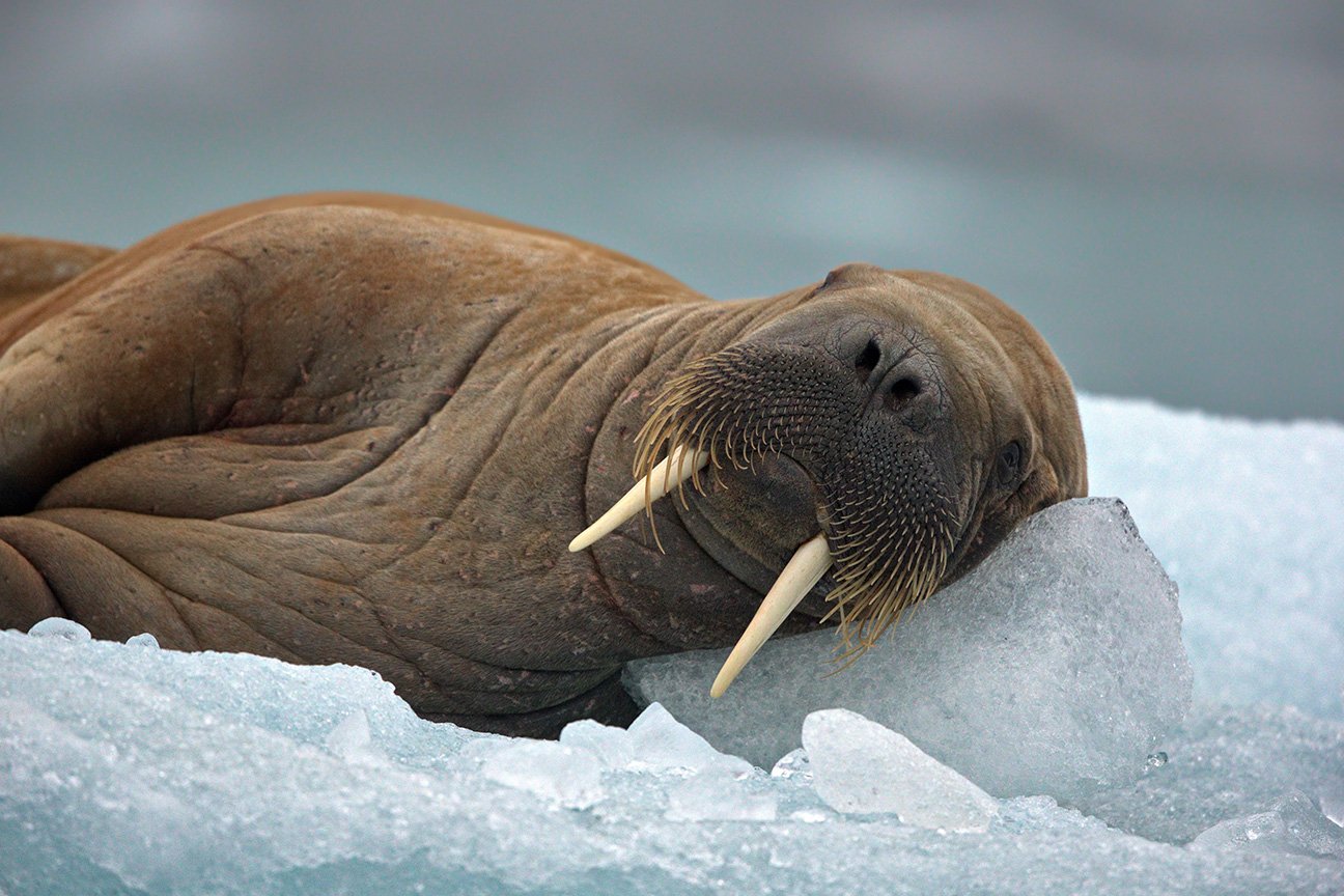 big-walrus-lying-in-the-snowy-habitat-in-svalbard-2022-12-22-23-53-40-utc